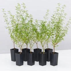 Shrubs Prostanthera Sieberi