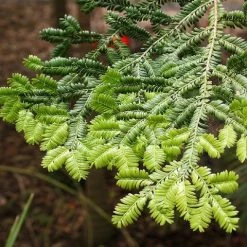 Shrubs Prumnopitys Ladei 9 Shrubs Prumnopitys Ladei