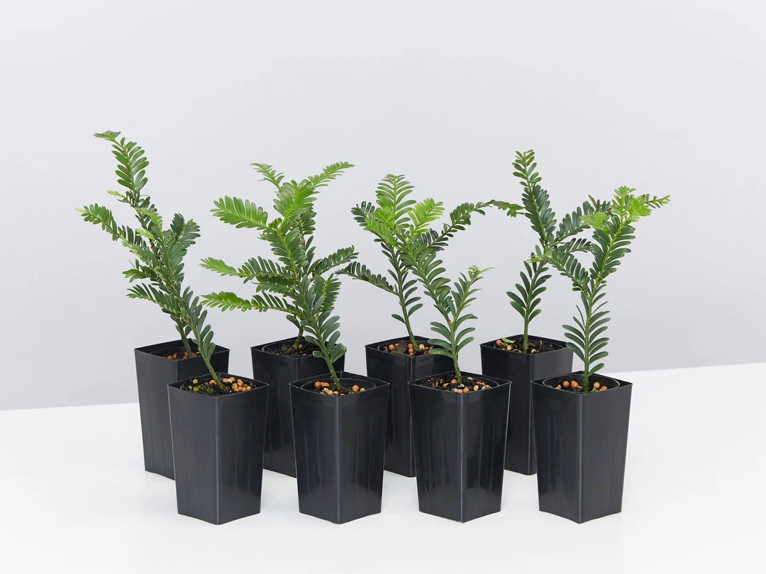 Shrubs Prumnopitys Ladei 3 Shrubs Prumnopitys Ladei