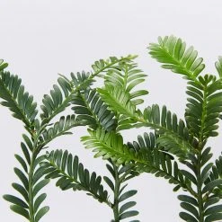 Shrubs Prumnopitys Ladei