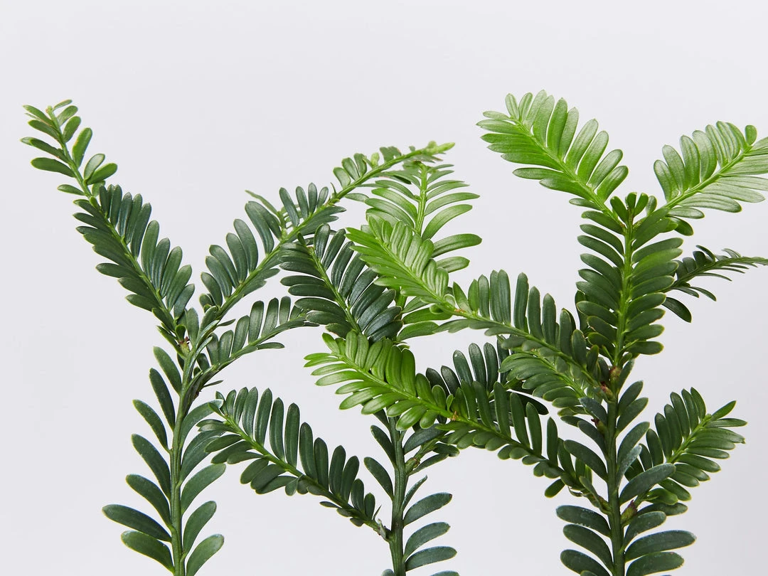 Shrubs Prumnopitys Ladei 4 Shrubs Prumnopitys Ladei