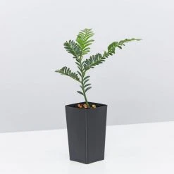 Shrubs Prumnopitys Ladei 10 Shrubs Prumnopitys Ladei