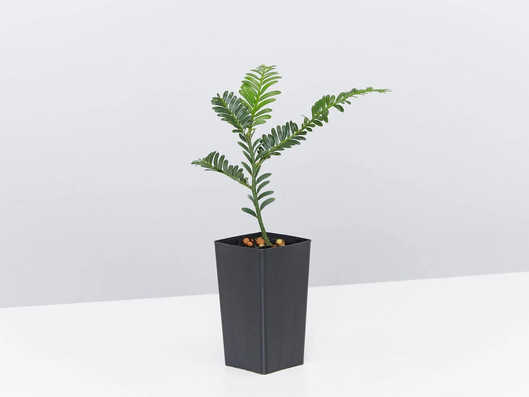 Shrubs Prumnopitys Ladei 6 Shrubs Prumnopitys Ladei