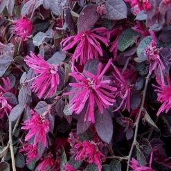 Hedge Loropetalum Chinense Bobz Red (dwarf) Shrubs