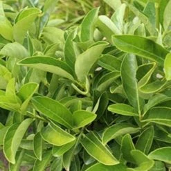 Ozbreed Hedging Plants Quick Fence™ Viburnum Odoratissimum ‘VOQ1’