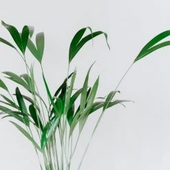 Shrubs Rhapis Excelsa