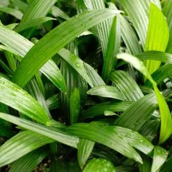 Shrubs Rhapis Excelsa