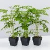 Indoor Garden Radermachera China Doll - 85mm Shrubs