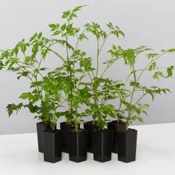 Indoor Garden Shrubs Radermachera China Doll