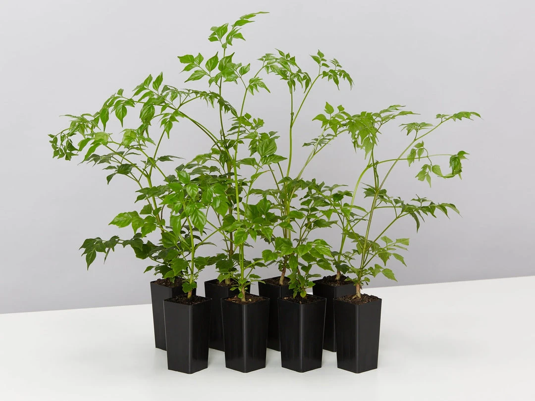 Indoor Garden Shrubs Radermachera China Doll 3 Indoor Garden Shrubs Radermachera China Doll