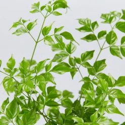 Indoor Garden Radermachera China Doll - 85mm Shrubs