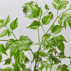 Indoor Garden Shrubs Radermachera China Doll