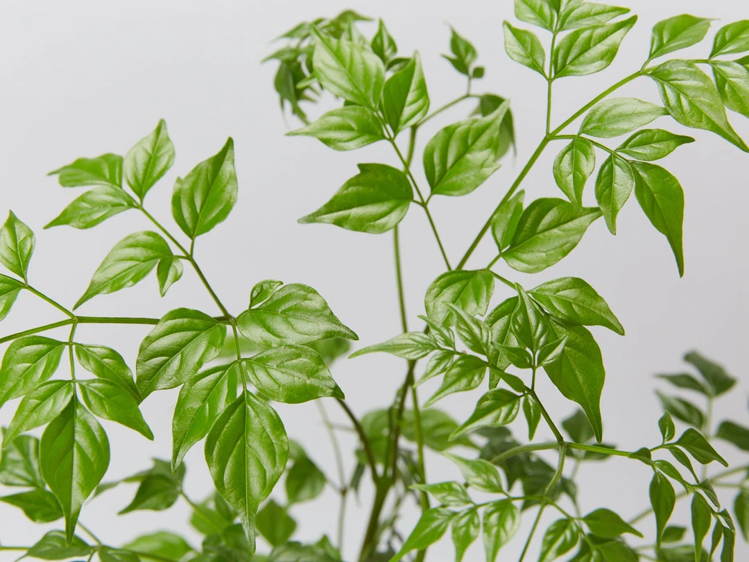 Indoor Garden Shrubs Radermachera China Doll 4 Indoor Garden Shrubs Radermachera China Doll