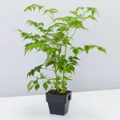 Indoor Garden Radermachera China Doll - 85mm Shrubs