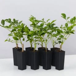 Hedge Hedging Plants Radermachera "Summer Scent"