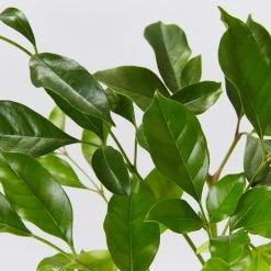 Hedge Radermachera "Summer Scent" - 85mm Shrubs