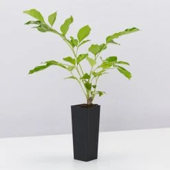 Hedge Hedging Plants Radermachera