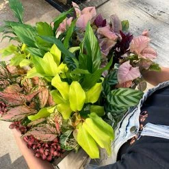 Indoor Garden Air Purifying Rainbow 🔔 Box - Indoor 17 Indoor Garden Air Purifying Rainbow ???? Box - Indoor