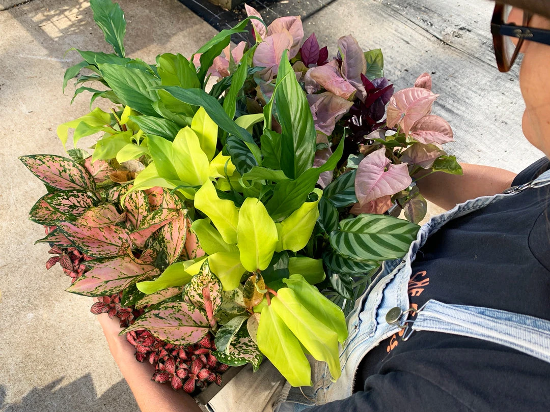 Indoor Garden Air Purifying Rainbow 🔔 Box - Indoor 5 Indoor Garden Air Purifying Rainbow ???? Box - Indoor