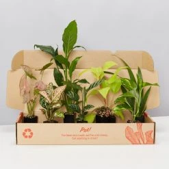 Indoor Garden Air Purifying Rainbow ???? Box - Indoor