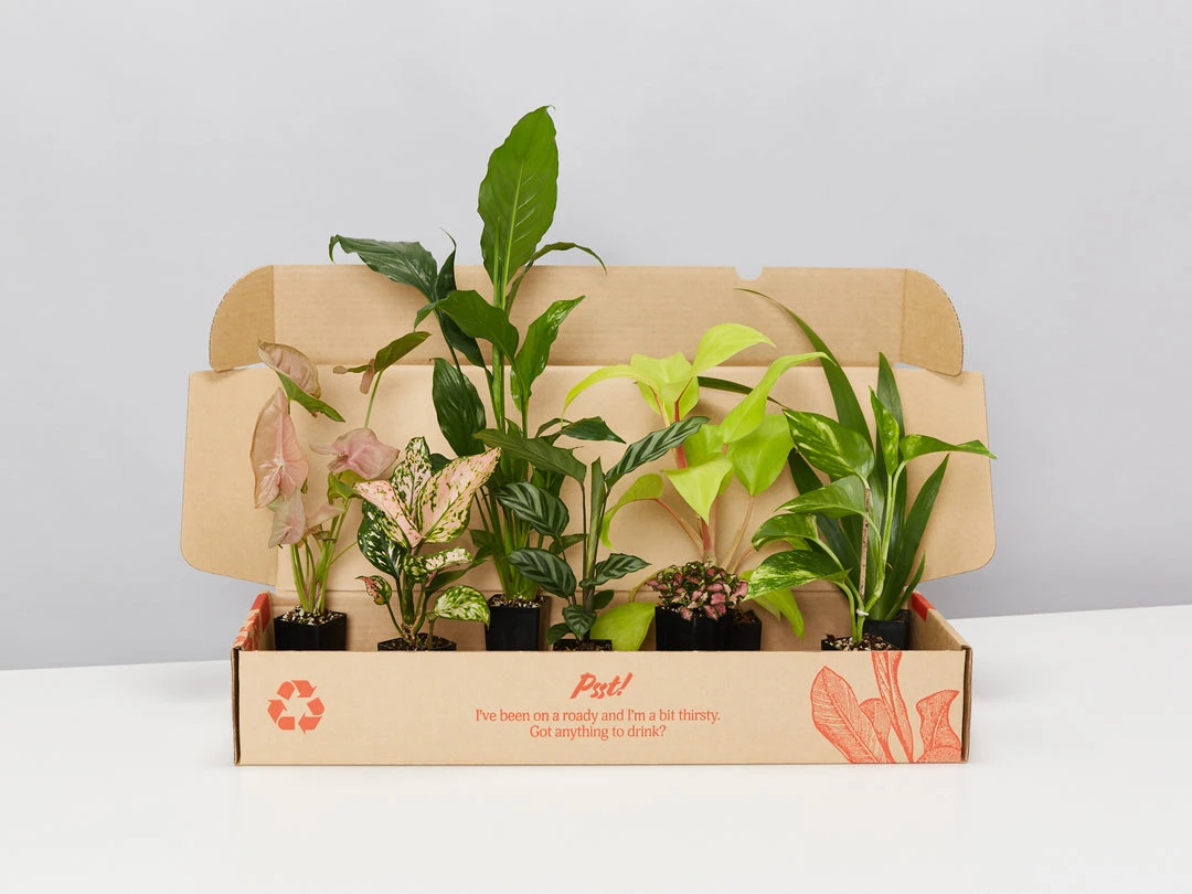 Indoor Garden Air Purifying Rainbow 🔔 Box - Indoor 3 Indoor Garden Air Purifying Rainbow ???? Box - Indoor