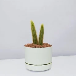 Cacti LECA + Golden Monkey Tail Cactus ???? Planter Easy Care Plants