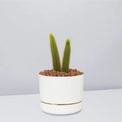 Cacti LECA + Golden Monkey Tail Cactus ???? Planter Easy Care Plants