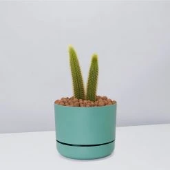 Cacti LECA + Golden Monkey Tail Cactus ???? Planter Easy Care Plants