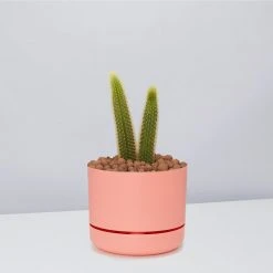 Cacti LECA + Golden Monkey Tail Cactus ???? Planter Easy Care Plants