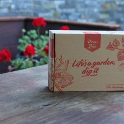 Shrubs Cordyline Purpurea 'Purple Cabbage Tree'