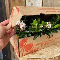 Shrubs Rhaphiolepis Snow Maiden Dwarf Hedge Pack 11 Shrubs Rhaphiolepis Snow Maiden Dwarf Hedge Pack