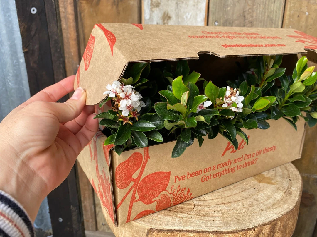 Shrubs Rhaphiolepis Snow Maiden Dwarf Hedge Pack 5 Shrubs Rhaphiolepis Snow Maiden Dwarf Hedge Pack