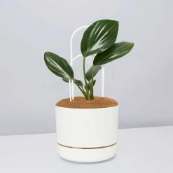Pot + Plant Gift Box Rhaphidophora Gift Box - Pot + Plant + Soil + Double Arch Stake Easy Care Plants