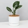 Pot + Plant Gift Box Rhaphidophora Gift Box - Pot + Plant + Soil + Double Arch Stake Easy Care Plants