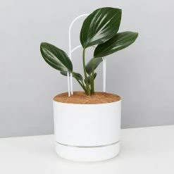 Pot + Plant Gift Box Rhaphidophora Gift Box - Pot + Plant + Soil + Double Arch Stake Easy Care Plants