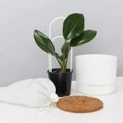 Pot + Plant Gift Box Rhaphidophora Gift Box - Pot + Plant + Soil + Double Arch Stake Easy Care Plants
