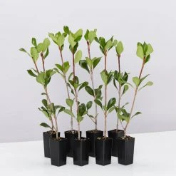 Hedge Rhaphiolepis Intermedia