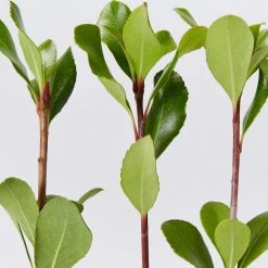 Hedge Rhaphiolepis Intermedia