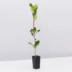 Hedge Rhaphiolepis Intermedia