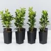 Shrubs Rhaphiolepis Snow Maiden Dwarf Hedge Pack 2 Shrubs Rhaphiolepis Snow Maiden Dwarf Hedge Pack