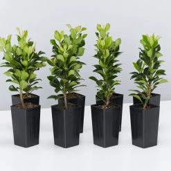 Shrubs Rhaphiolepis Snow Maiden Dwarf Hedge Pack