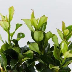 Shrubs Rhaphiolepis Snow Maiden Dwarf Hedge Pack 13 Shrubs Rhaphiolepis Snow Maiden Dwarf Hedge Pack