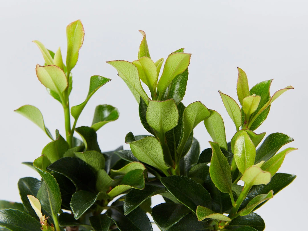 Shrubs Rhaphiolepis Snow Maiden Dwarf Hedge Pack 7 Shrubs Rhaphiolepis Snow Maiden Dwarf Hedge Pack