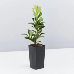 Shrubs Rhaphiolepis Snow Maiden Dwarf Hedge Pack 14 Shrubs Rhaphiolepis Snow Maiden Dwarf Hedge Pack