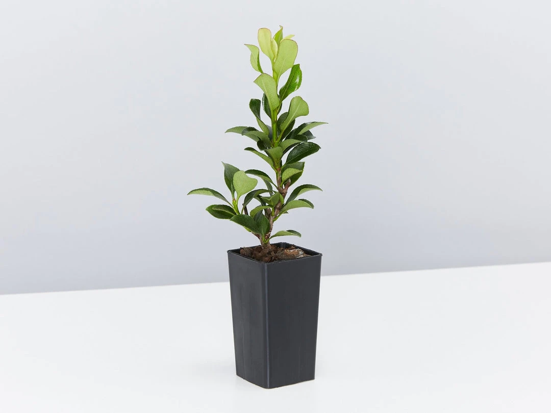 Shrubs Rhaphiolepis Snow Maiden Dwarf Hedge Pack 8 Shrubs Rhaphiolepis Snow Maiden Dwarf Hedge Pack