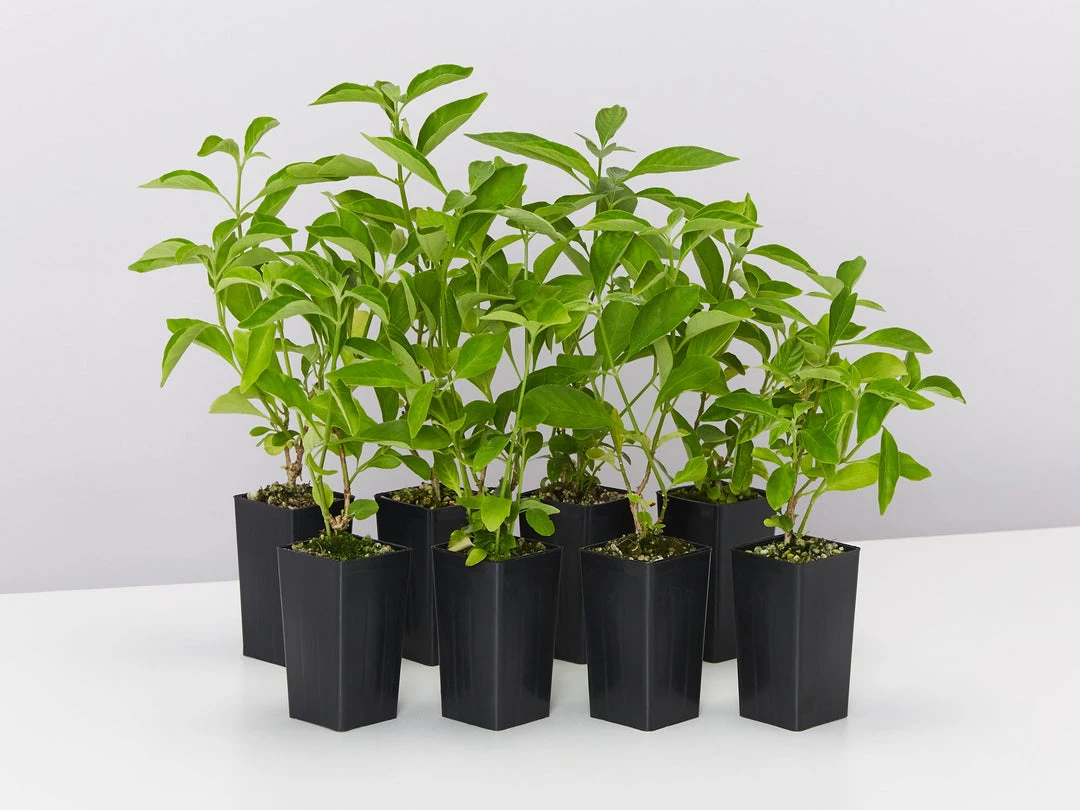 Shrubs Rhinacanthus Nasutus 'Snake Jasmine' 3 Shrubs Rhinacanthus Nasutus 'Snake Jasmine'