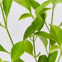 Shrubs Rhinacanthus Nasutus 'Snake Jasmine' 10 Shrubs Rhinacanthus Nasutus 'Snake Jasmine'