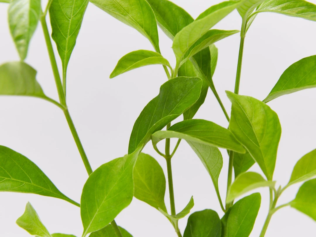 Shrubs Rhinacanthus Nasutus 'Snake Jasmine' 6 Shrubs Rhinacanthus Nasutus 'Snake Jasmine'