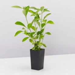 Shrubs Rhinacanthus Nasutus 'Snake Jasmine' 9 Shrubs Rhinacanthus Nasutus 'Snake Jasmine'