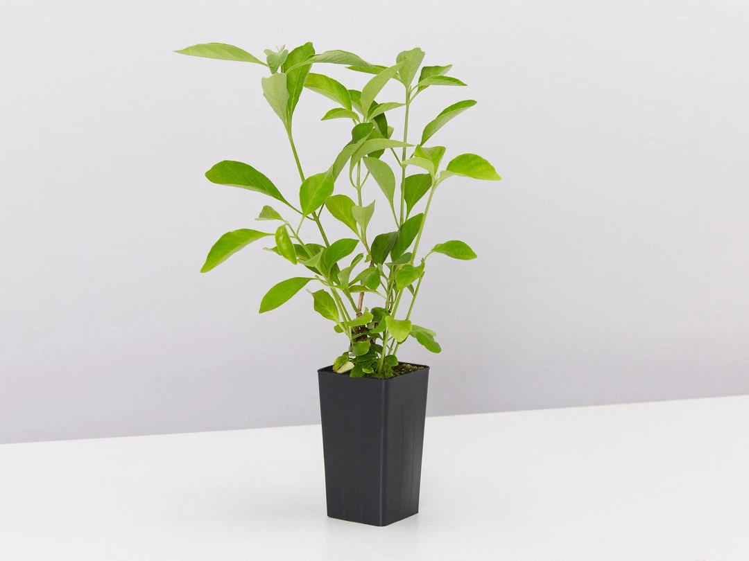 Shrubs Rhinacanthus Nasutus 'Snake Jasmine' 5 Shrubs Rhinacanthus Nasutus 'Snake Jasmine'